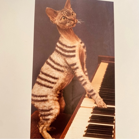 Why Paint Cats Feline Aesthetics Soft Cover Book - Picture 10 of 12